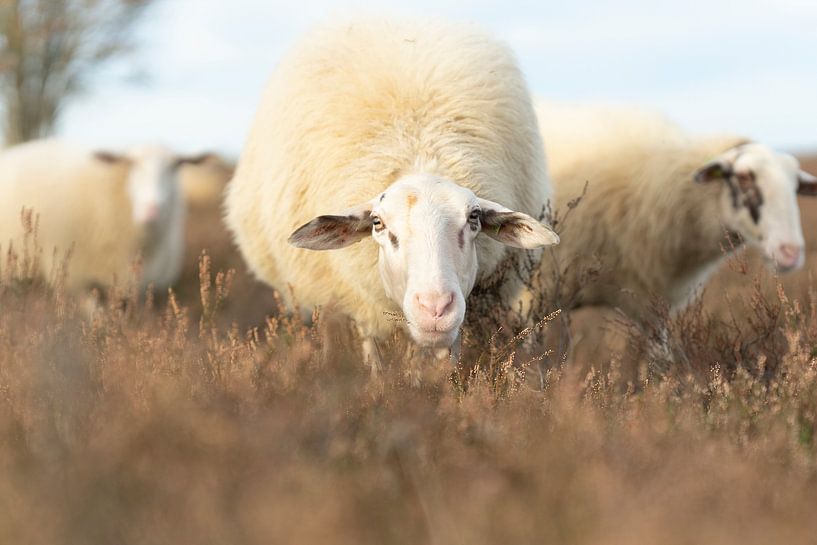 are you also a sheep by Soekardjo Photography