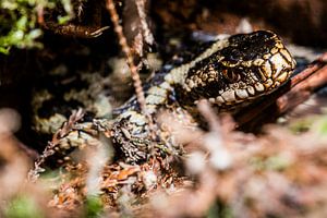 Kreuzotter - Vipera berus
