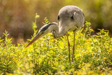 Blauwe reiger in het groen van Tanja van Beuningen