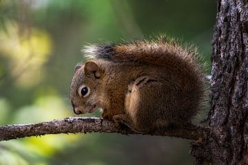 Eichhörnchen im Wald von Leon Brouwer