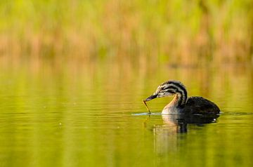 Juvenile Great crested grebe by Richard Guijt Photography