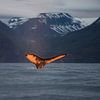 De ondergaande zon kleurt de staart van deze walvis prachtig oranje. van Koen Hoekemeijer