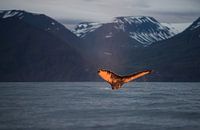 The setting sun colours the tail of this whale beautifully orange.