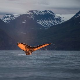 De ondergaande zon kleurt de staart van deze walvis prachtig oranje.