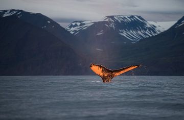 Le soleil couchant colore la queue de cette baleine d'une belle couleur orange. sur Koen Hoekemeijer