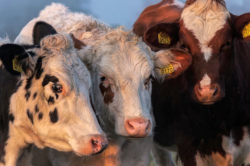 Groepje bonte koeien in de ochtendzon