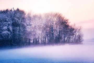 Forêt d'hiver au crépuscule sur Nicc Koch