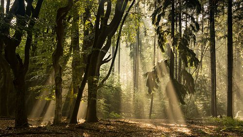 Zonneharpen in het bos