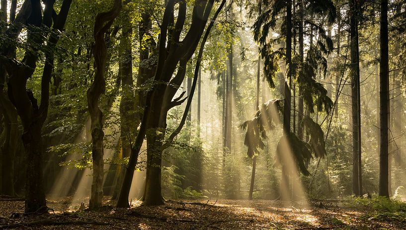 Sun harps in the forest by Marloes ten Brinke