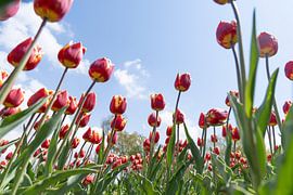 Yellow red tulips seen from below with blue sky