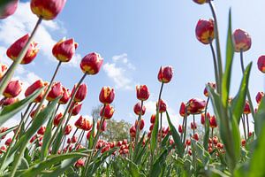 Gelbe und rote Tulpen von unten gesehen mit blauem Himmel
