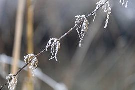 Macro photo of a twig with hoarfrost by Daphne Dorrestijn
