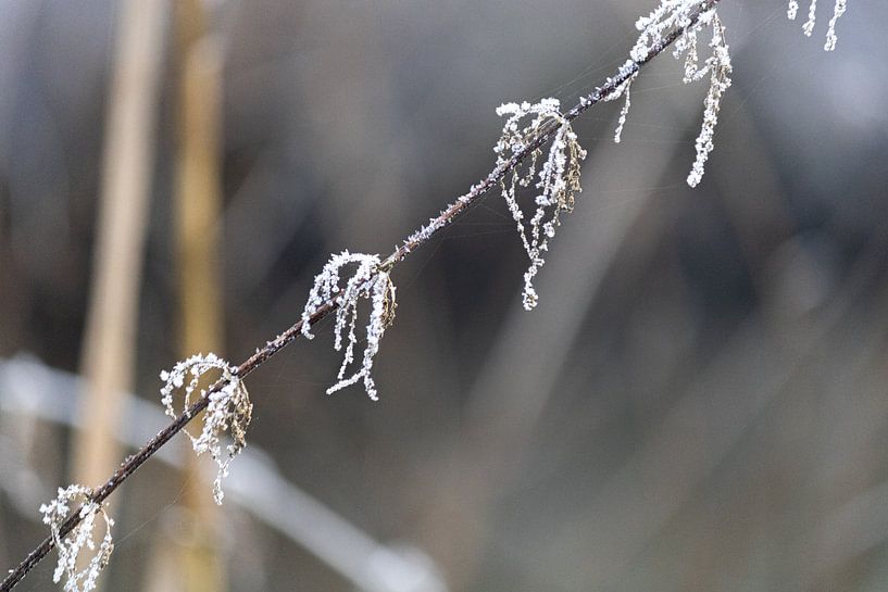 Photo macro d'une brindille avec du givre par Daphne Dorrestijn