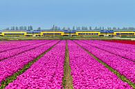 Tulpen en de trein von Dennis van de Water Miniaturansicht