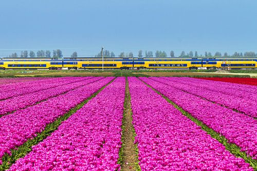Tulpen en de trein