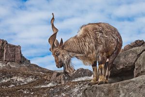 Une chèvre à grosses cornes se tient seule sur un rocher, dans un paysage de montagne et dans le cie sur Michael Semenov