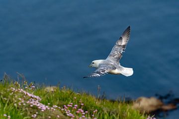 Gull by Merijn Loch