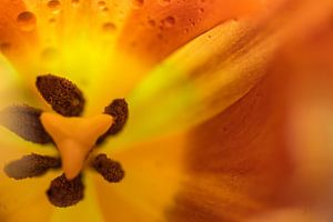 Im Inneren einer Tulpenblüte mit orangefarbenen Blütenblättern, Stempel und Staubgefäßen, Mac