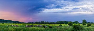 Na het onweer by Fokko Erhart