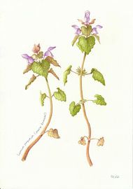 Botanische tekening: paarse dovenetel van Esthers Nature Studio