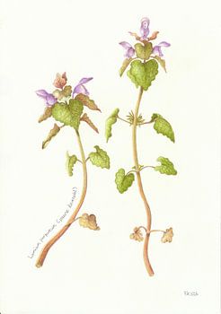 Botanische Zeichnung: Purpur-Taubnessel