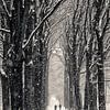 Winter Avenue by Peter Vruggink