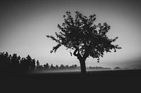 Appelboom in de mist