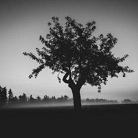 Apple tree in the fog by Shorty's adventure