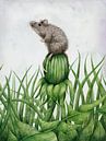 Mouse on dandelion by Marieke Nelissen thumbnail