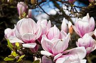 Magnolia in bloei van Peter Mensink thumbnail