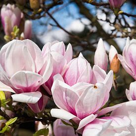 Magnolia in bloei van Peter Mensink