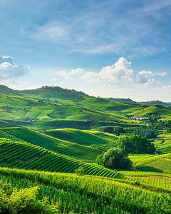 Langhe-Weinberge und sanfte Hügel bei Barolo, Italien