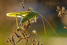Le Grand Vert Heupferd sur Roland Brack