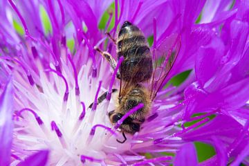 Macro-opname van een honingbij aan het werk van Photo Art Thomas Klee