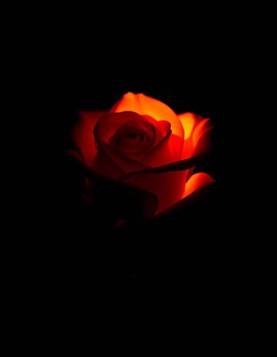 Ember Rose X