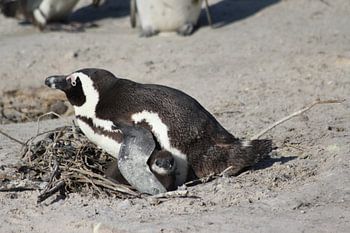 Onder moeders vleugels