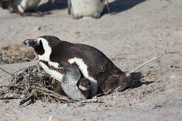 Onder moeders vleugels