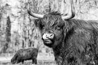 Schotse hooglander van Janine Bekker Photography thumbnail