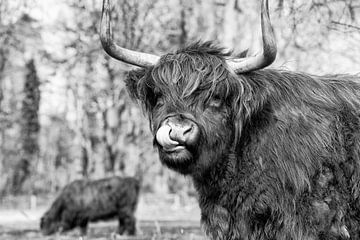 Scottish Highlander by Janine Bekker Photography