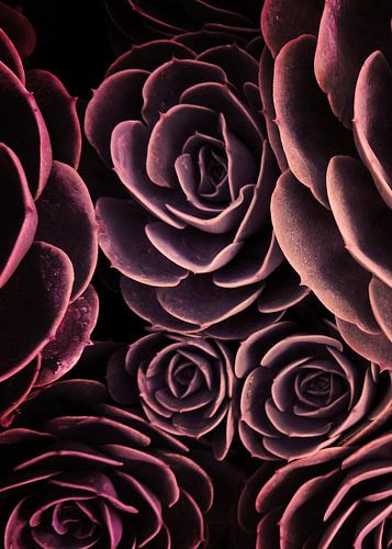 DARKSIDE OF SUCCULENTS I-B3