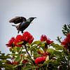 Tui Bird II van Anneke Hooijer