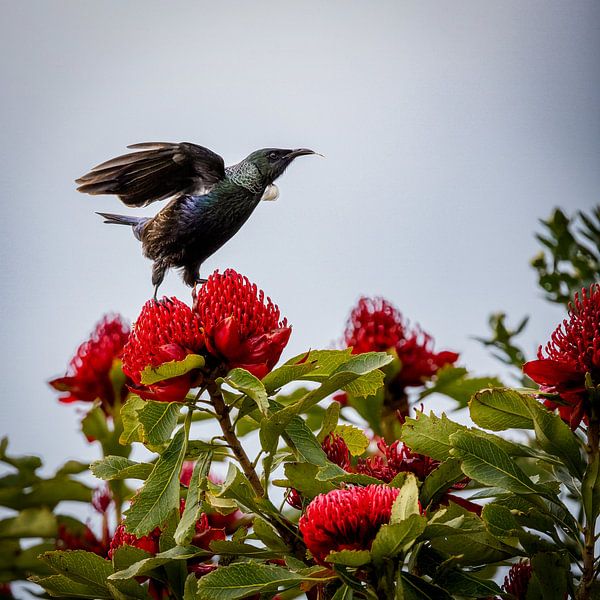 Tui-Vogel II von Anneke Hooijer