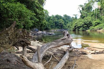 Dode boom in de Sipaliwini rivier in Suriname van rene marcel originals