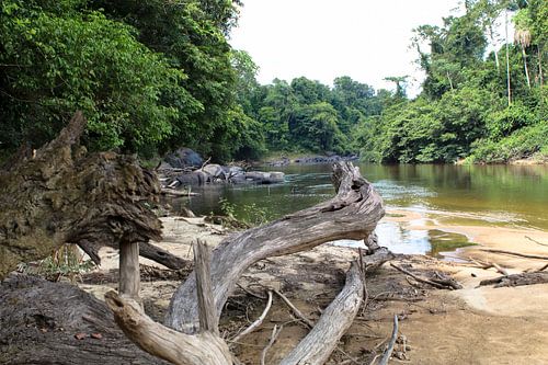 Dode boom in de Sipaliwini rivier in Suriname