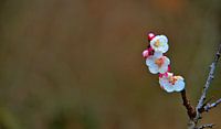 einfache Aprikosenblüte