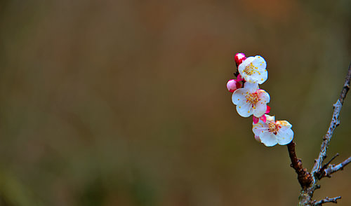 simple apricot blossom