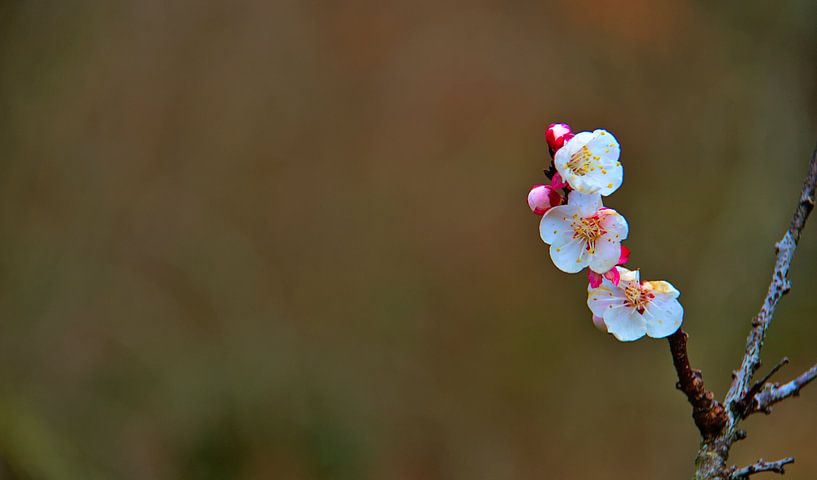 simple fleur d'abricotier par Images from a hillside in Umbria