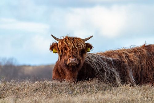 Scottish highlander in nature park Lentevreugd in Wassenaar