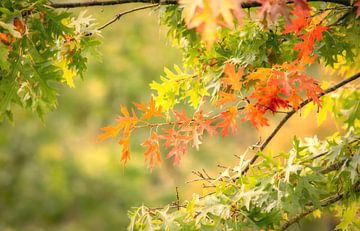 Herfst is gekomen van Tashina van Zwam