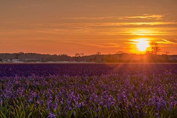 Sonnenuntergang über einem Blumenzwiebelfeld von Alex Hoeksema
